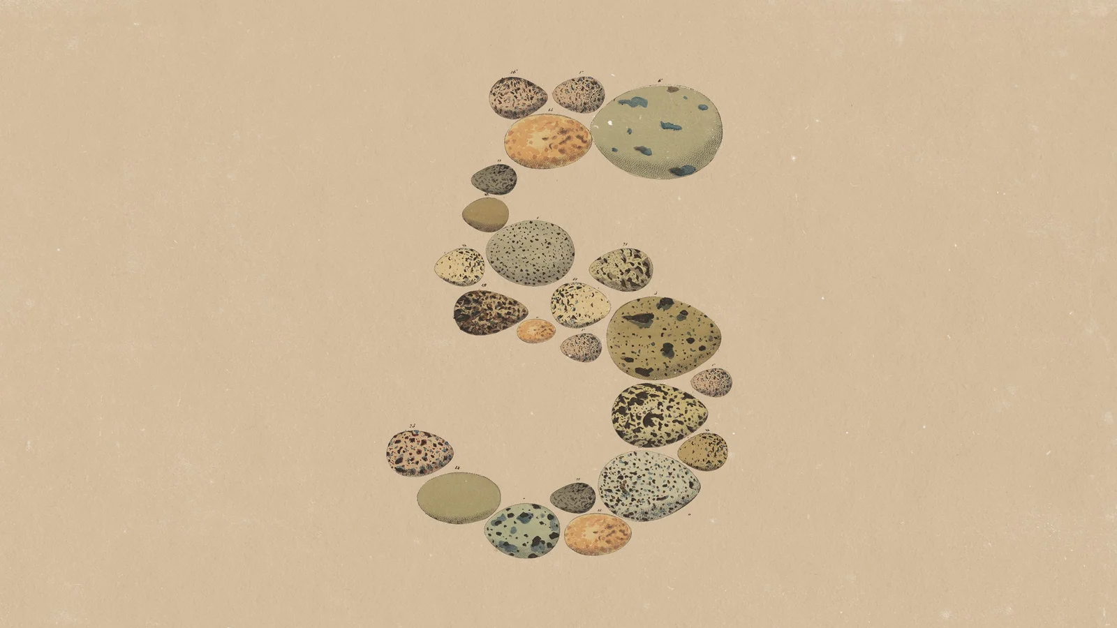 Anthropic's numeral 5 made of bird eggs